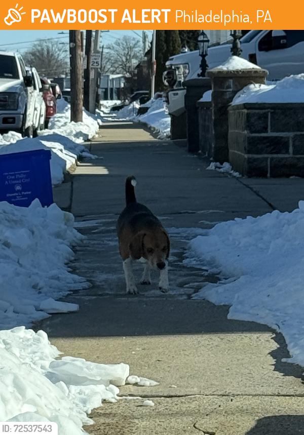 Found/Stray Unknown Dog last seen Axe Factory Rd by pennypack , Philadelphia, PA 19152