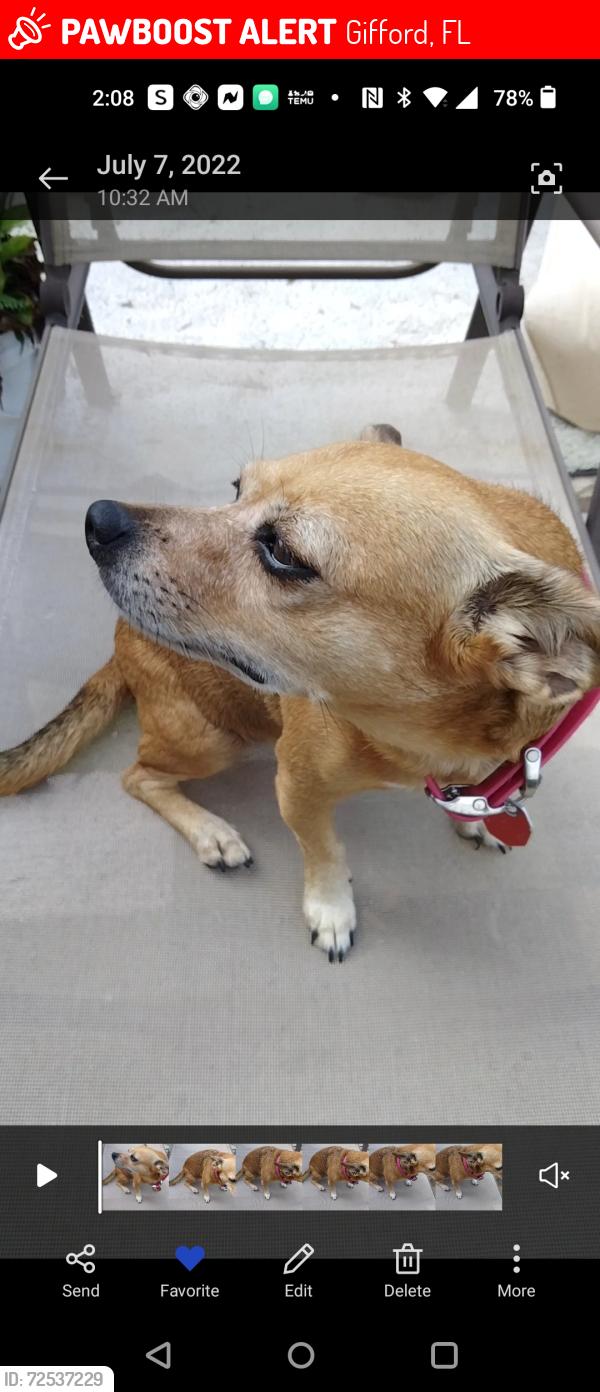 Lost Female Dog last seen Gifford 45th , Gifford, FL 32960