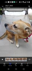 Lost Female Dog last seen Gifford 45th , Gifford, FL 32960