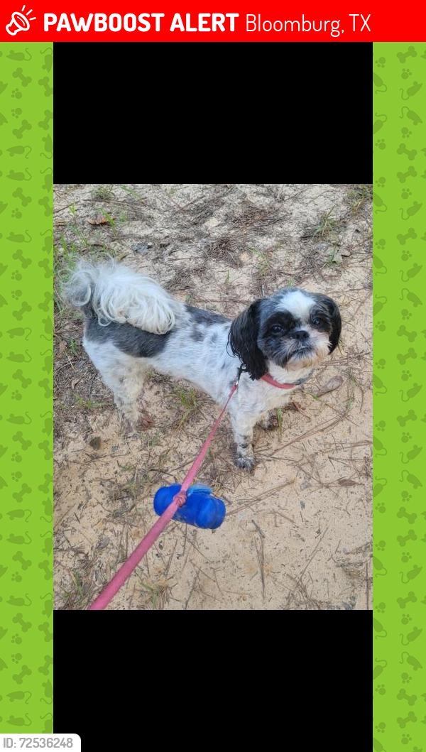 Lost Female Dog last seen Hwy 249 and State Line Road, Bloomburg, TX 75556