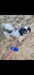 Lost Female Dog last seen Hwy 249 and State Line Road, Bloomburg, TX 75556