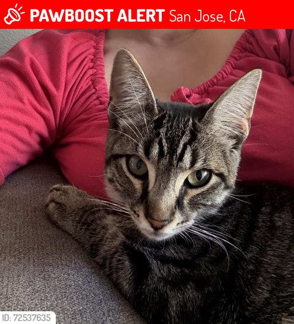 Lost Male Cat last seen Ledesma school, San Jose, CA 95138