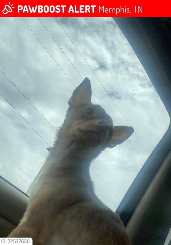 Lost Male Dog last seen Park Avenue and Getwell RD, Memphis, TN 38111