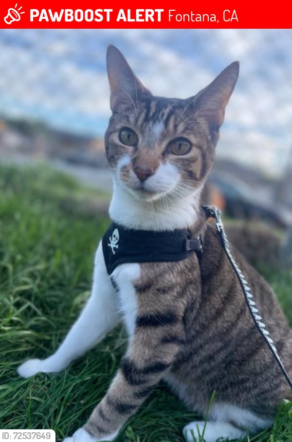 Lost Male Cat last seen Hunter street, Oleander Ave, iris Drive, Fontana, CA 92335