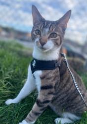Lost Male Cat last seen Hunter street, Oleander Ave, iris Drive, Fontana, CA 92335