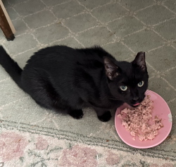 Lost Female Cat last seen alamanda drive, north palm beach 33408, North Palm Beach, FL 33408