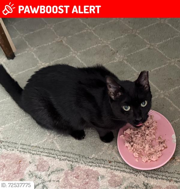 Lost Female Cat last seen alamanda drive, north palm beach 33408, North Palm Beach, FL 33408
