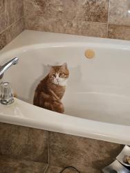 Lost Male Cat last seen Balfour Ave , Claremont St., Brentwood, CA 94513