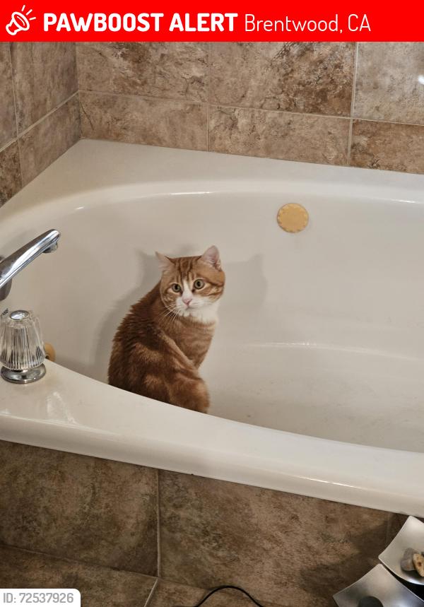 Lost Male Cat last seen Balfour Ave , Claremont St., Brentwood, CA 94513