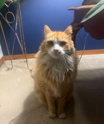 Lost Male Cat last seen 36th ave w and 176th st, Lynnwood, WA 98037