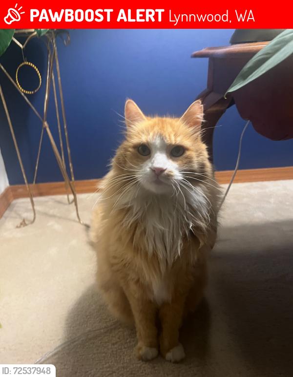 Lost Male Cat last seen 36th ave w and 176th st, Lynnwood, WA 98037