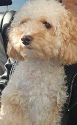 Lost Male Dog last seen Richmond rd sw, Calgary, AB T3E