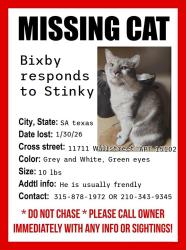 Lost Male Cat last seen Sutton house Appartments, San Antonio, TX 78230