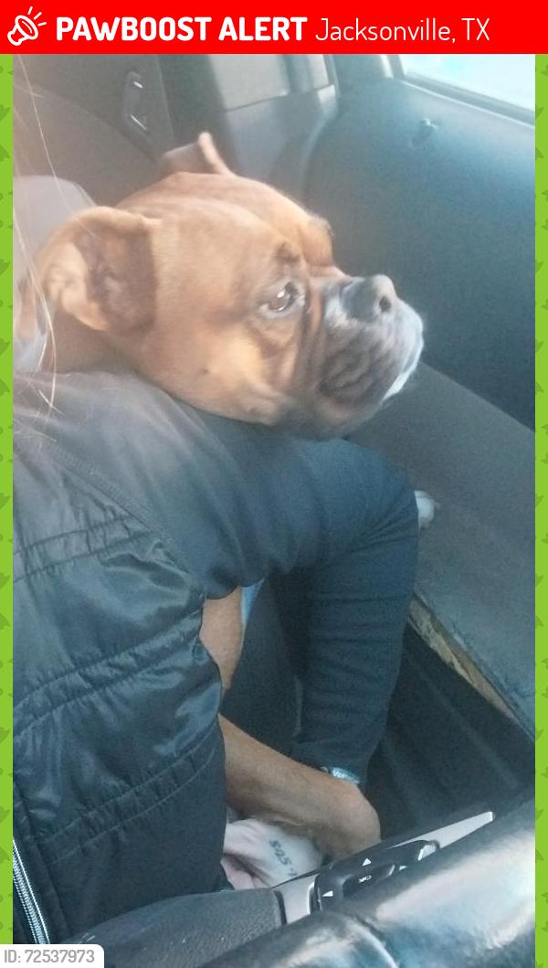 Lost Female Dog last seen San antonio two streets down from Starbucks , Dallas st Austin st , Jacksonville, TX 75766