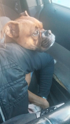 Lost Female Dog last seen San antonio two streets down from Starbucks , Dallas st Austin st , Jacksonville, TX 75766