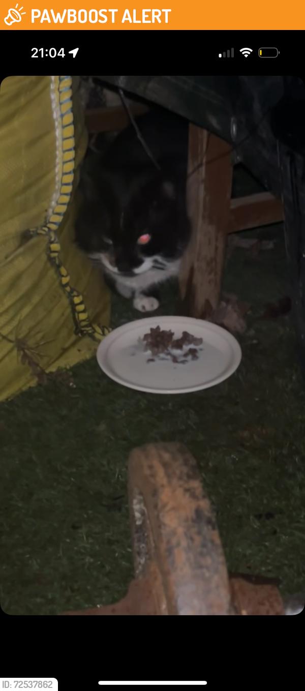 Found/Stray Unknown Cat last seen Healey Avenue, High Wycombe, Buckinghamshire, England HP13