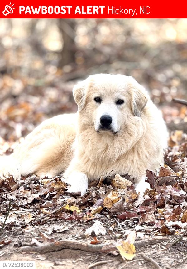 Lost Male Dog last seen Catawba Valley Blvd and 6th St SE , Hickory, NC 28602