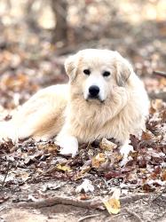 Lost Male Dog last seen Catawba Valley Blvd and 6th St SE , Hickory, NC 28602