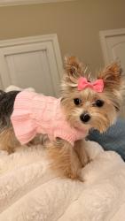 Lost Female Dog last seen In our backyard on Creston Cv in downtown Brandon, Brandon, MS 39042