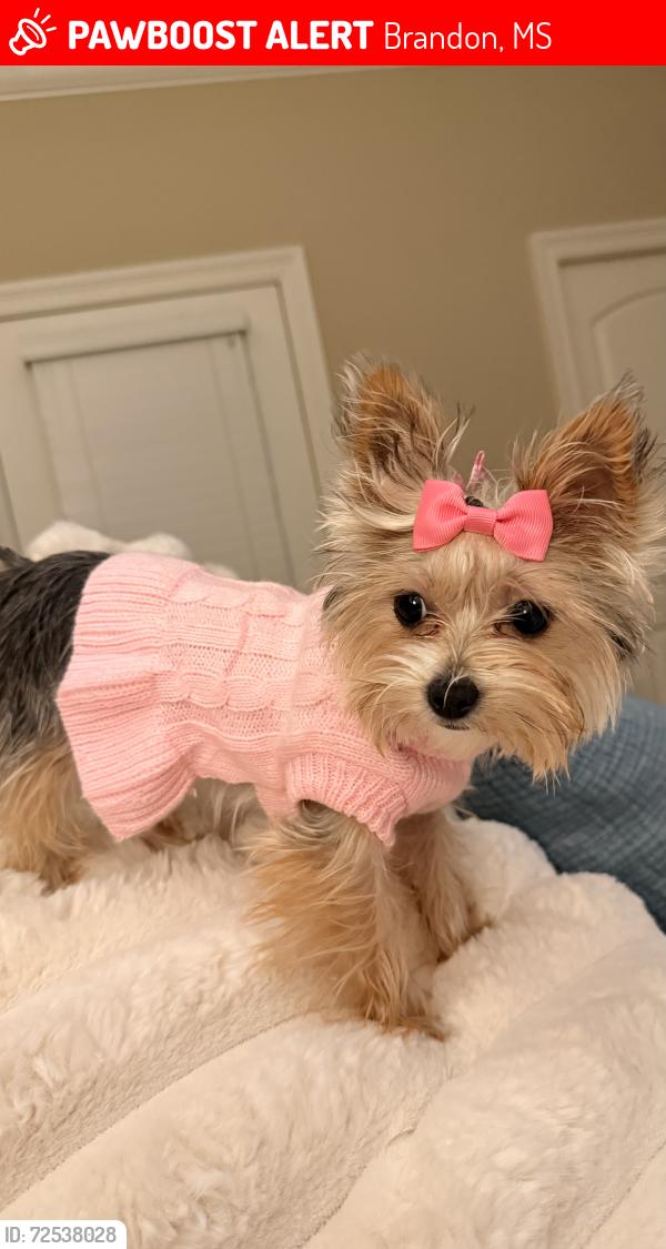 Lost Female Dog last seen In our backyard on Creston Cv in downtown Brandon, Brandon, MS 39042