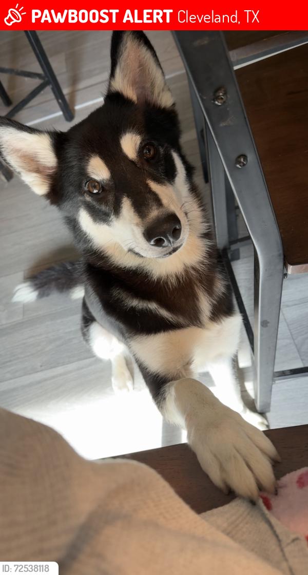 Lost Male Dog last seen Trails end , Cleveland, TX 77328