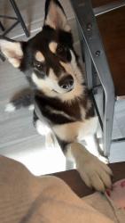 Lost Male Dog last seen Trails end , Cleveland, TX 77328