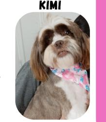 Lost Female Dog last seen Near Daniel ave , Greenville, SC 29611