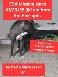 Lost Male Dog last seen The hives, Dallas, TX 75231