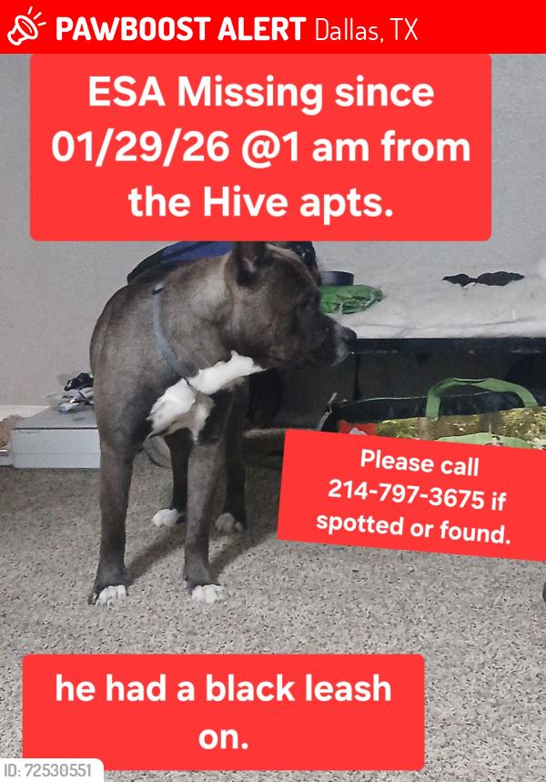 Lost Male Dog last seen The hives, Dallas, TX 75231