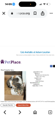 Lost Female Cat last seen Auburn Folsom rd, Granite Bay, CA 95746