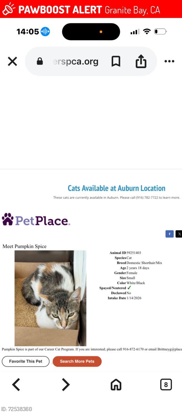 Lost Female Cat last seen Auburn Folsom rd, Granite Bay, CA 95746