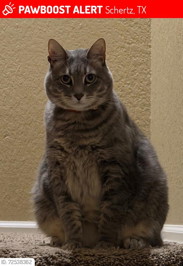 Lost Male Cat last seen Columbia, Schertz, TX 78108