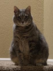 Lost Male Cat last seen Columbia, Schertz, TX 78108