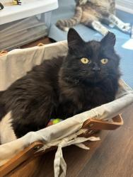 Lost Male Cat last seen LL Sams Lofts, S 1st street and Daughtrey Ave, Waco, TX 76706