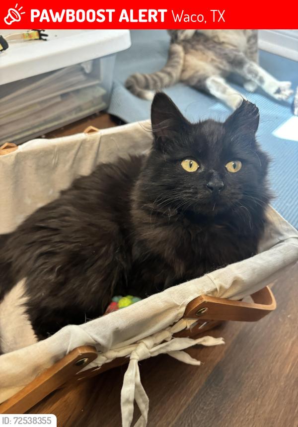 Lost Male Cat last seen LL Sams Lofts, S 1st street and Daughtrey Ave, Waco, TX 76706