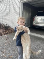 Lost Male Cat last seen Wood Valley Drive , Dalton, GA 30720