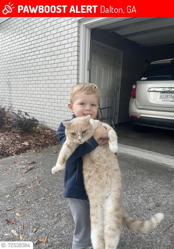 Lost Male Cat last seen Wood Valley Drive , Dalton, GA 30720