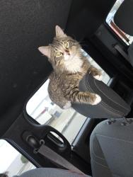 Lost Male Cat last seen Buccees, Terrell, TX 75160
