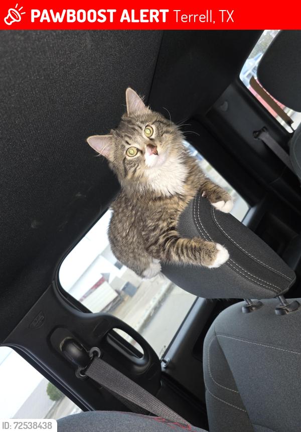 Lost Male Cat last seen Buccees, Terrell, TX 75160