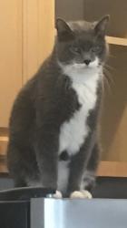 Lost Male Cat last seen Rock Ridge Springs Neighborhood , Apopka, FL 32712