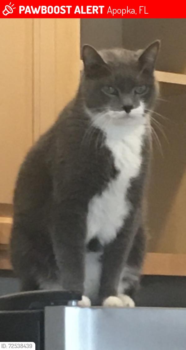 Lost Male Cat last seen Rock Ridge Springs Neighborhood , Apopka, FL 32712