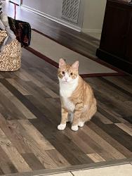 Lost Male Cat last seen Near Mockingbird Lane La Porte TX, 77571, La Porte, TX 77571