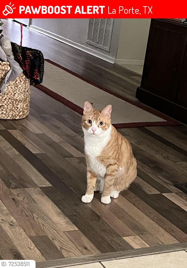 Lost Male Cat last seen Near Mockingbird Lane La Porte TX, 77571, La Porte, TX 77571