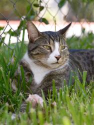 Lost Male Cat last seen Raymond Ave and Painter Street, Pasadena, CA 91103