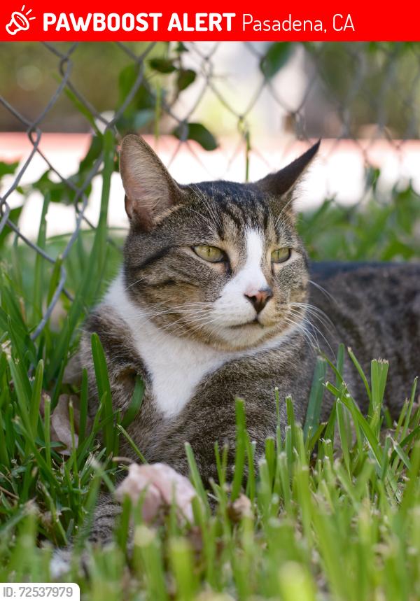 Lost Male Cat last seen Raymond Ave and Painter Street, Pasadena, CA 91103