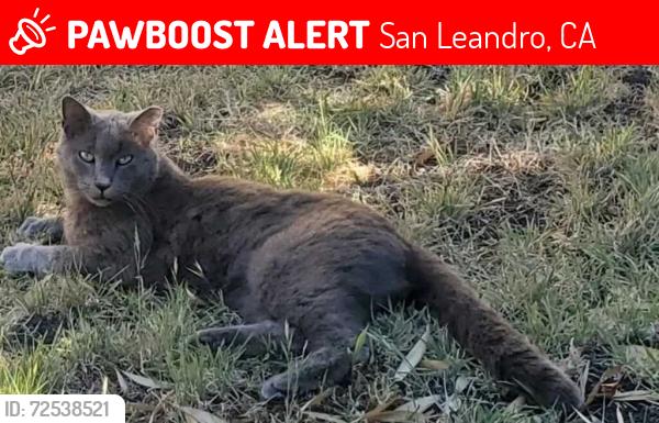 Lost Male Cat last seen Farnsworth St. In the Manor, San Leandro, CA 94579