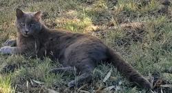 Lost Male Cat last seen Farnsworth St. In the Manor, San Leandro, CA 94579