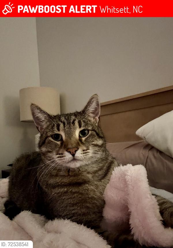 Lost Male Cat last seen Brightwood Farm, Whitsett, NC 27377