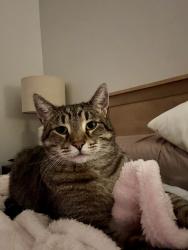 Lost Male Cat last seen Brightwood Farm, Whitsett, NC 27377