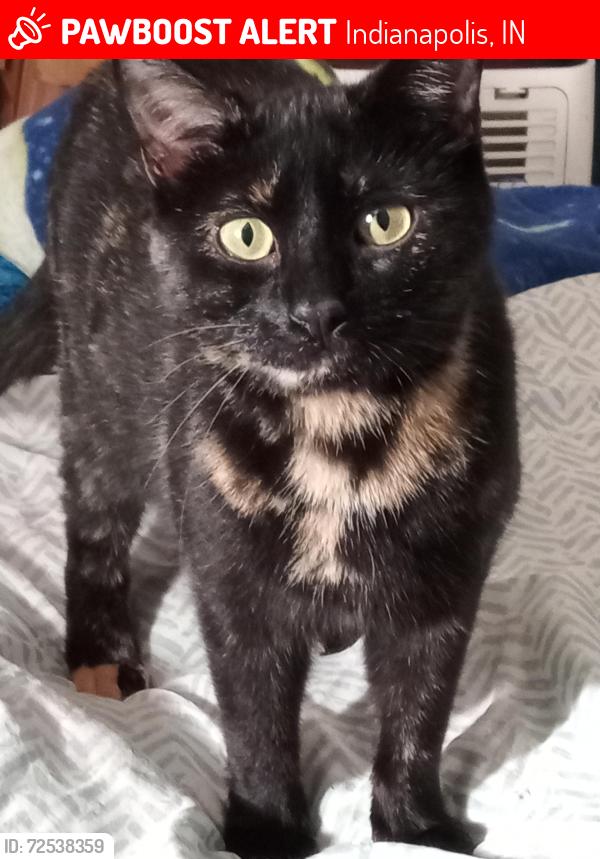 Lost Female Cat last seen I know she went to an intake shelter but I don't know where, Indianapolis, IN 46218